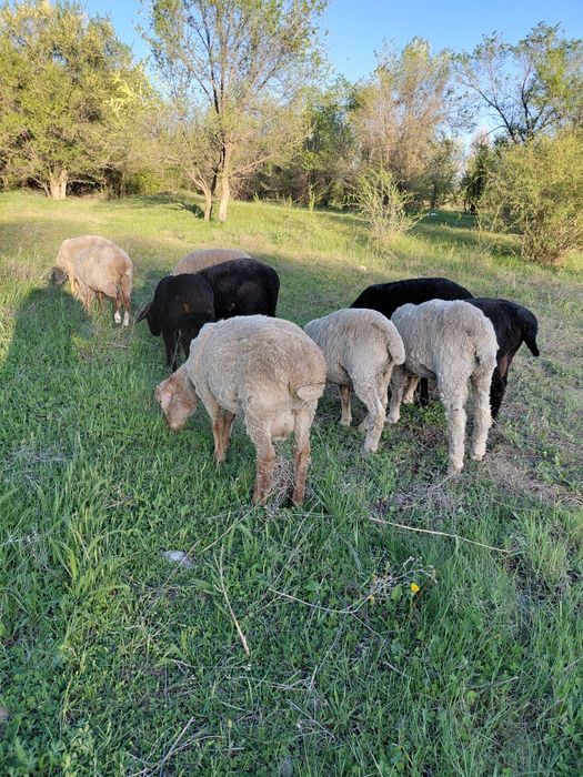 Семіз қошқарлар, Ісек қой  сатылады