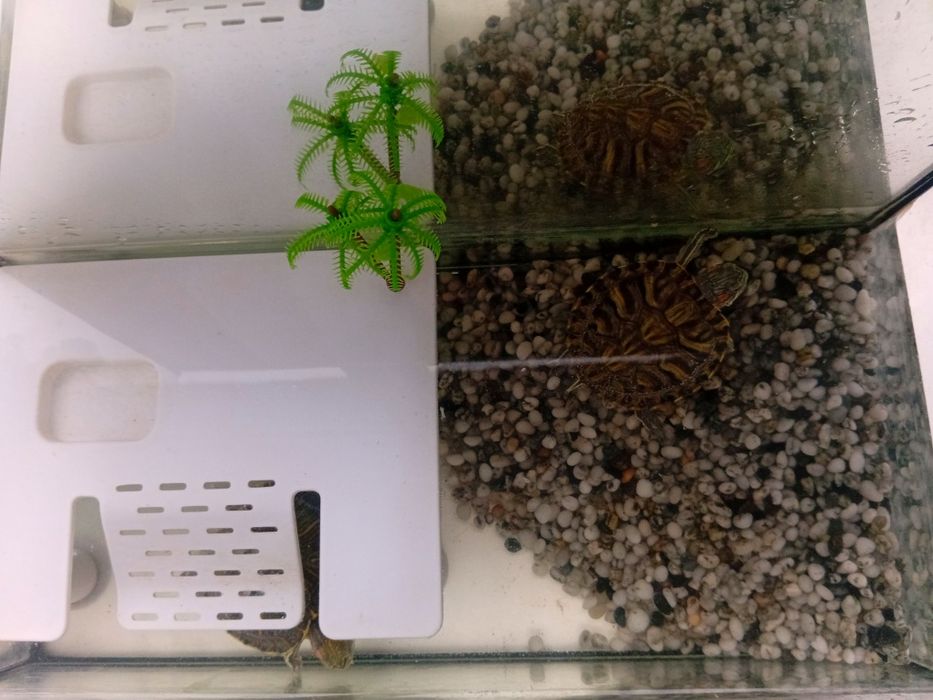 Продам черепашек с аквариумом