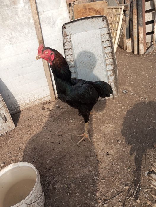 Яйцо байцовые за 2500тг