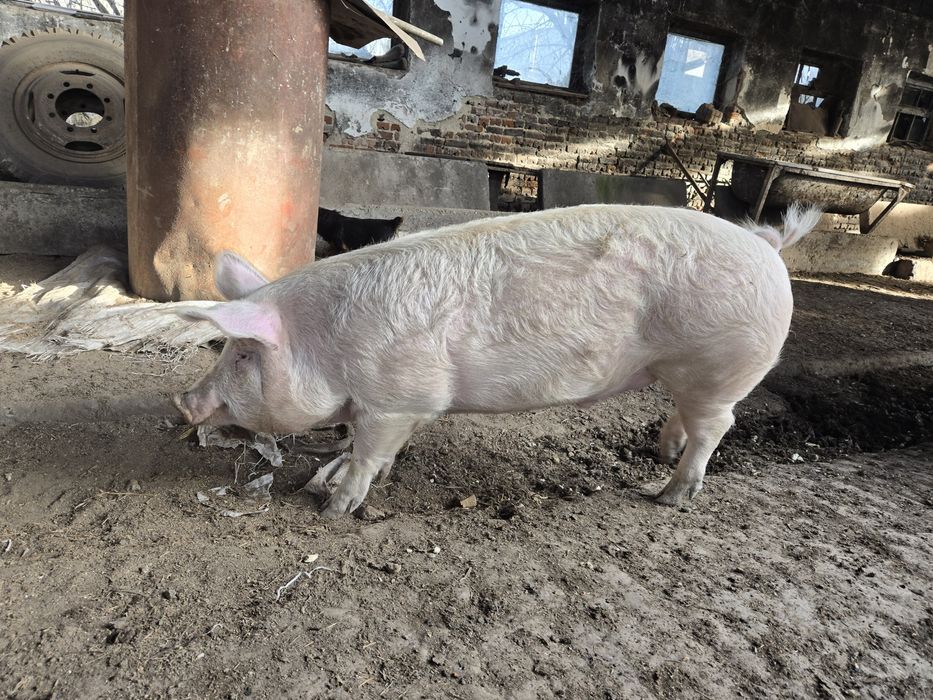 Домашно прасе за клане