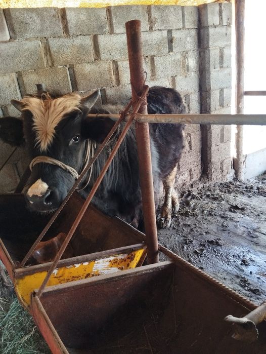 Өгіз сатылад срочно