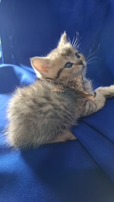 Котята от правильной вязки шиншилла