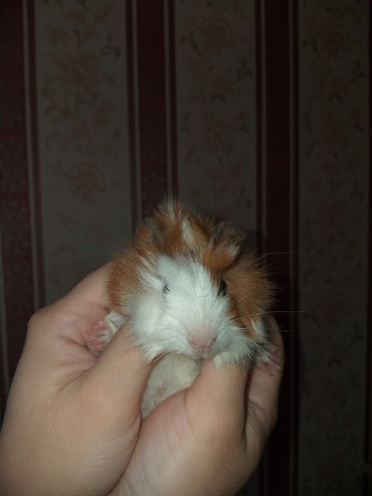 Морские свинки резетчатые