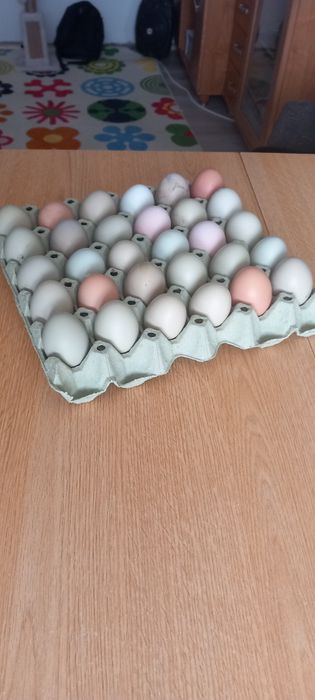 Oua pentru incubat de vanzare  ,de la gaini Olive , Ester egger , Amer