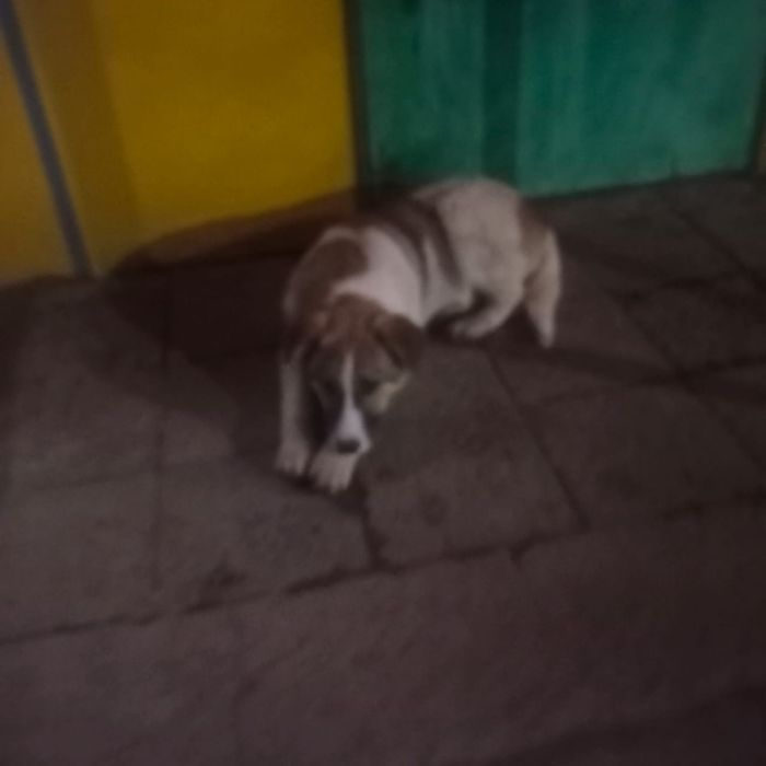 Девочка ищет дом