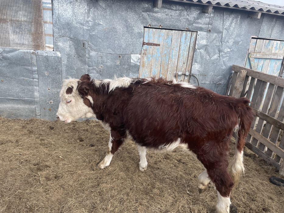 Ұрғашы баспақттар сатылады