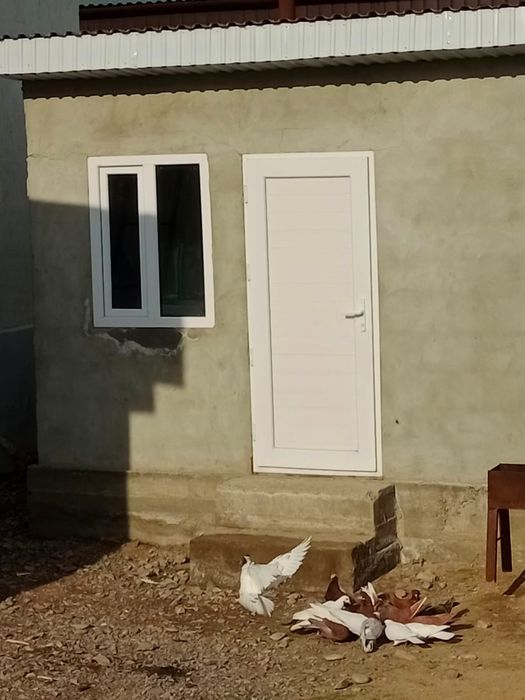 Продам галубей бакинцы