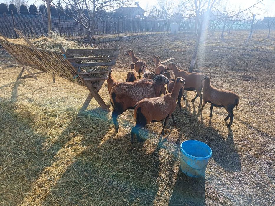 Oi camerun  9 bucati