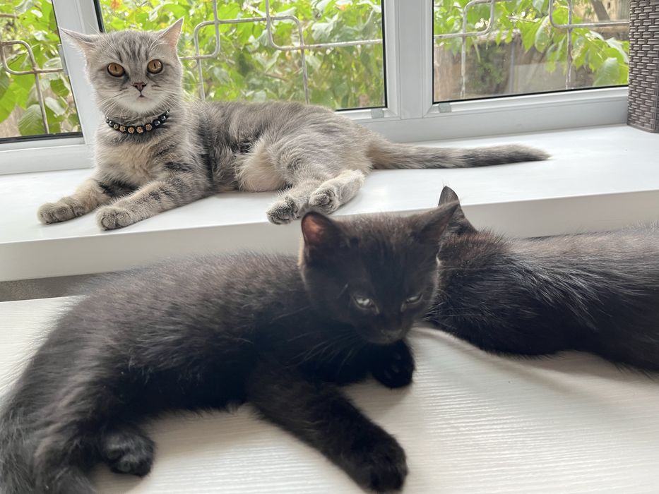 Котята в хорошие руки