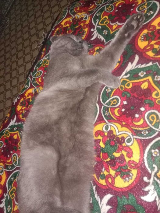 Шотландский скотиш фолд