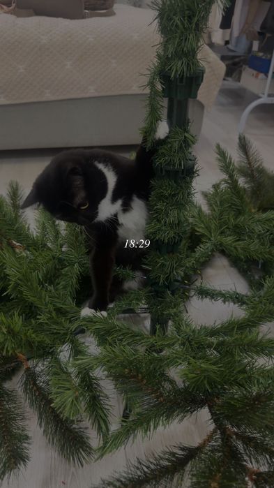 Кошка в любящие руки