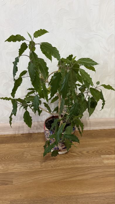 Комнатные домашние цветы