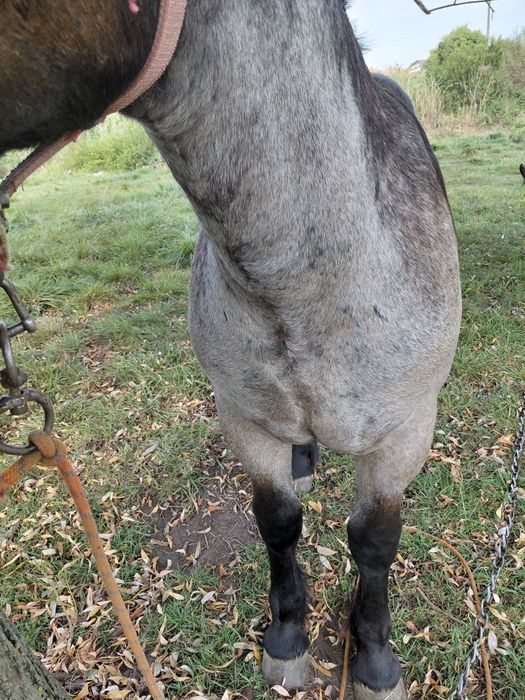 De vânzare un mânz