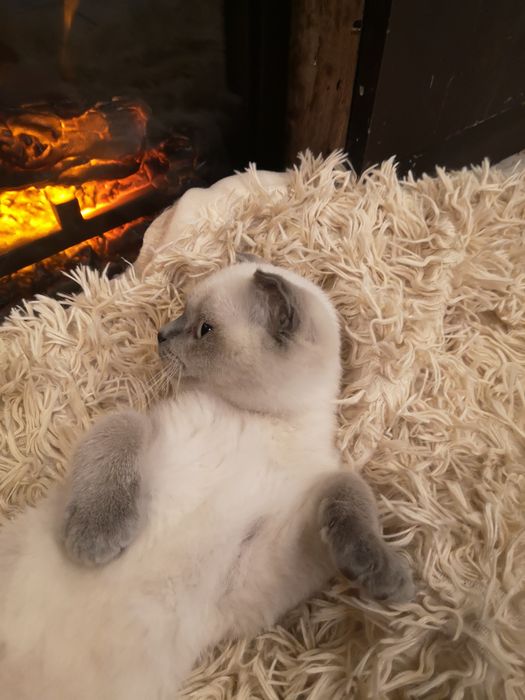 Шотландски и британски котенца