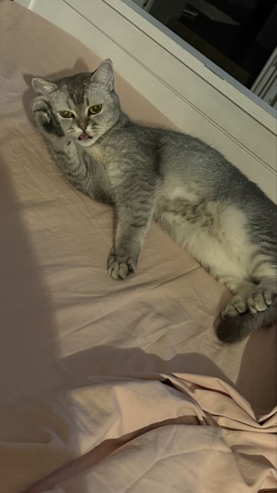 Кошечка скотишстрайт. 2,5 года.