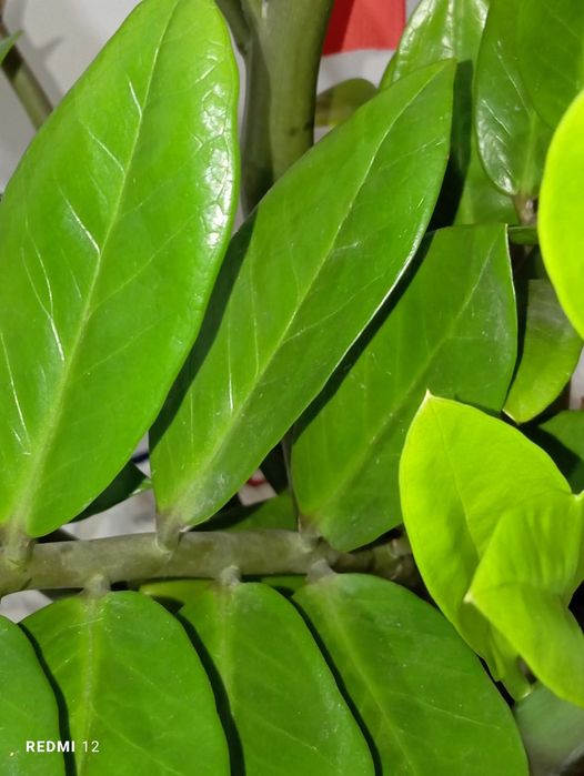 Продам Комнатные цветы большой