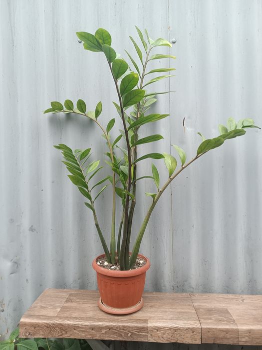 Продам комнатные цветы в горшке