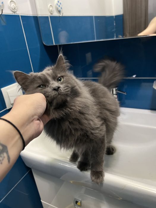Отдам кота в добрые руки