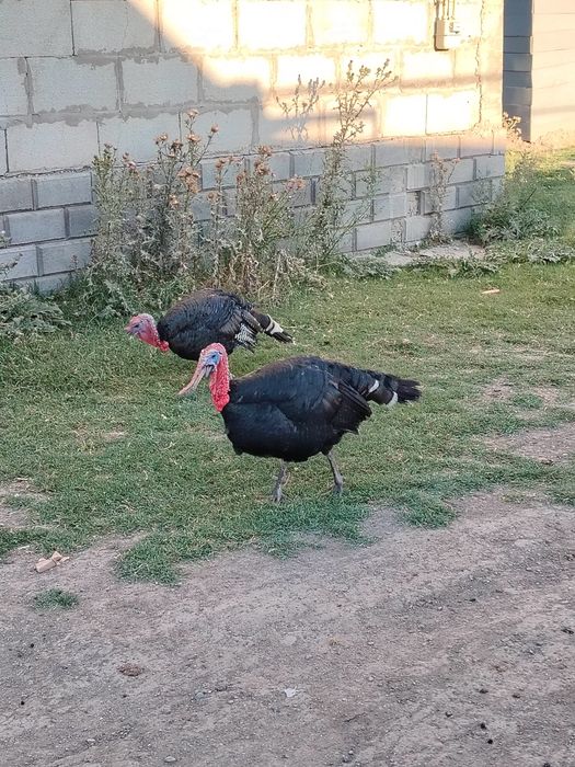Продам.  Индуков