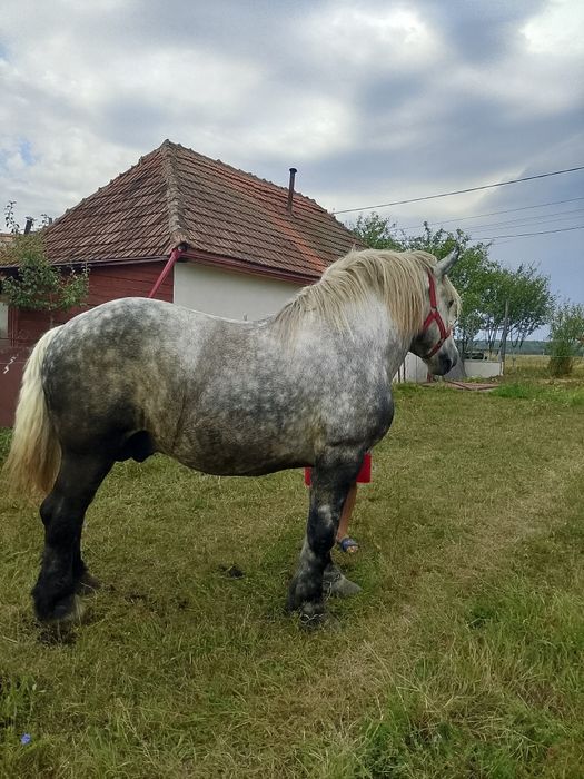 Armasar de vanzare sau schimb cu vaci
