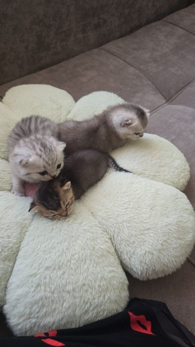 В продаже имеються котята