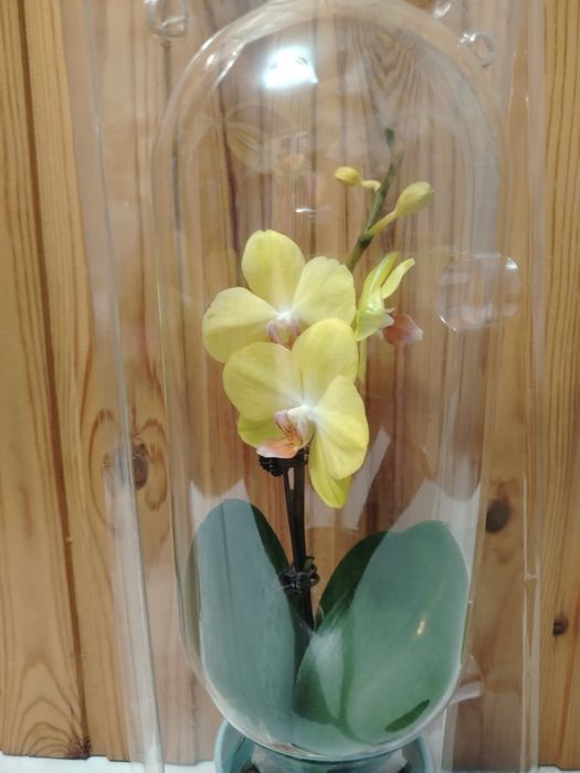 Орхидея мультифлора!