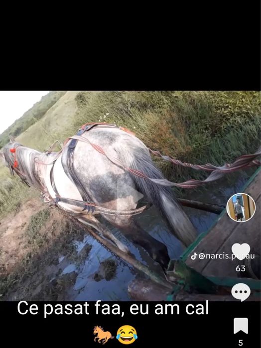 Cal de vânzare de 7 ani castrat