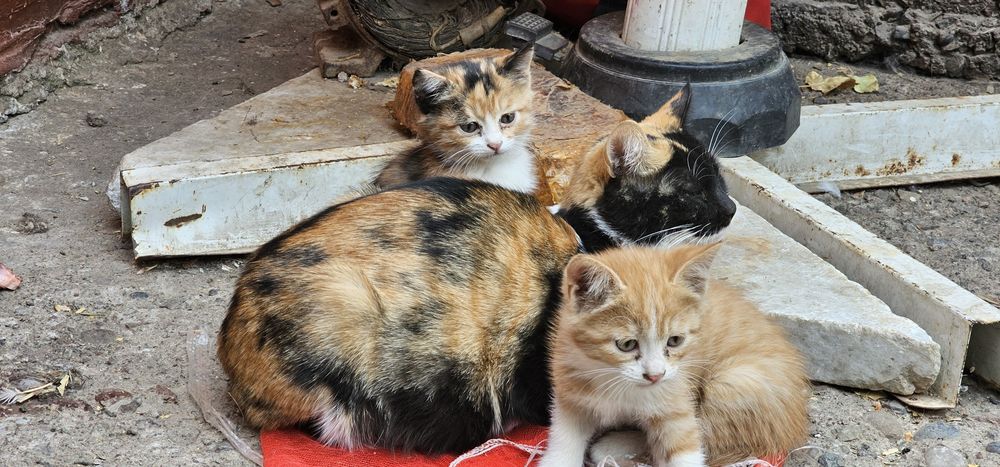 Котята в хорошие, добрые руки