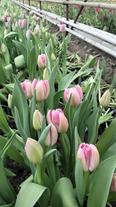 Тюлпаны оптом и в розницу