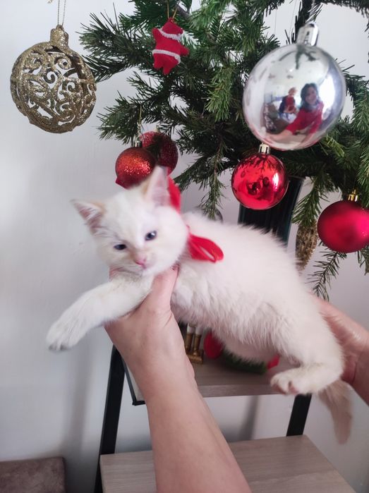 От мамы крысоловки