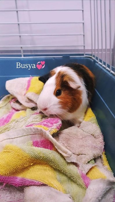 Продам морских свинок