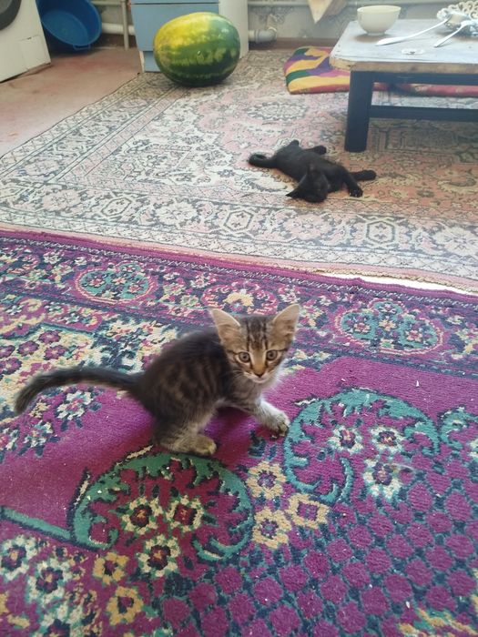 Отдам котят хорошие руки