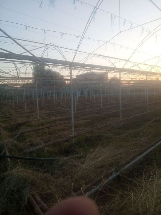 Nazarbek sentrida muzimpeks kocha