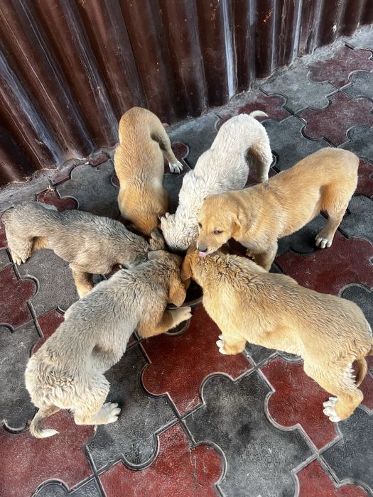 Продам щенка тобет