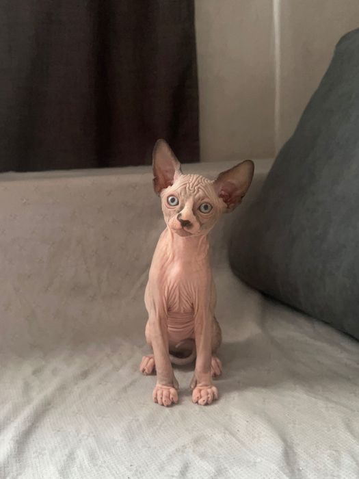 Котята сфинкс 11