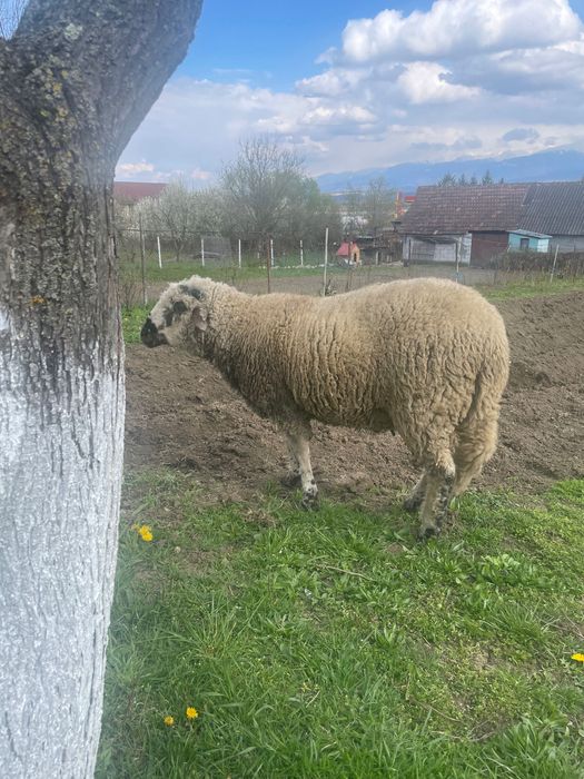 Berbec crescut în curte