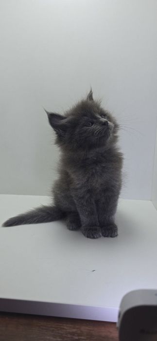 Продается котенок мейн-кун
