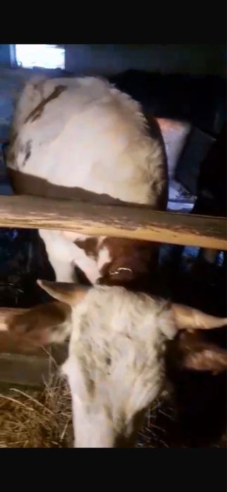 vand juninca ……………….