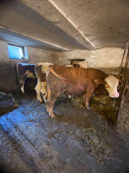Vand tauri baltata romaneasca