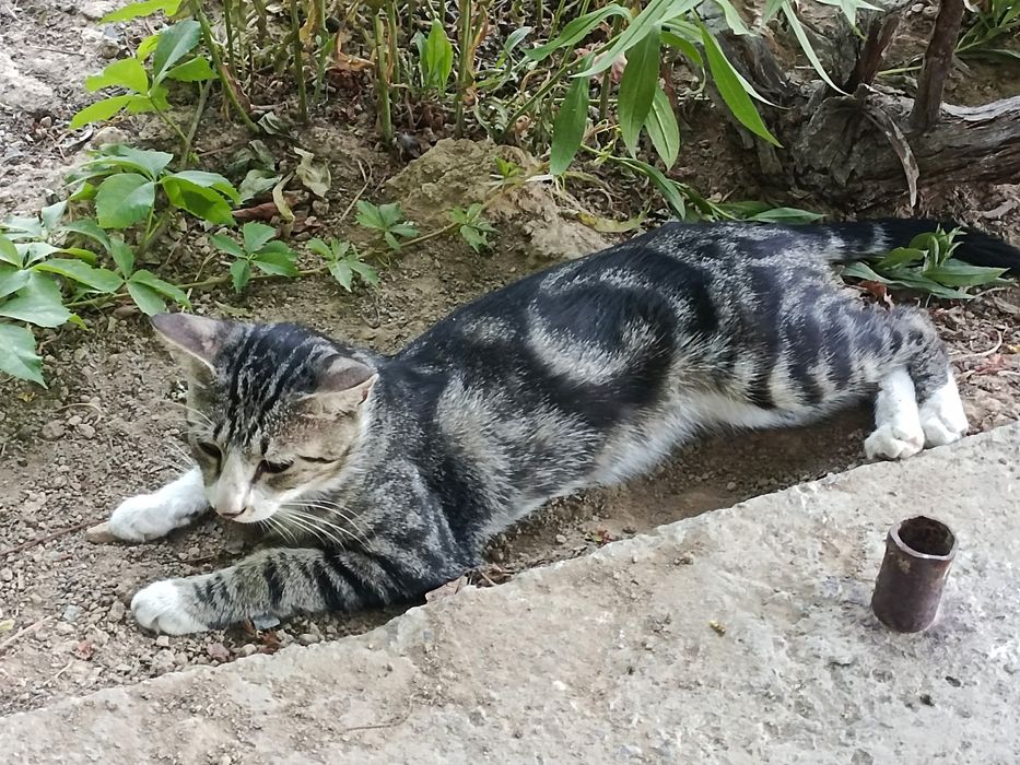 Котик нуждается в помощи