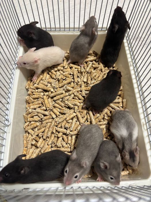 Vând urgent hamsteri sirieni.