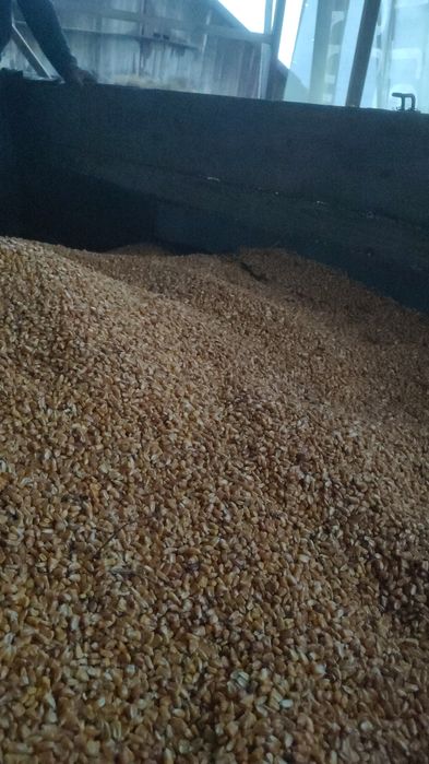 Vând grăunte,grau,triticale,orz