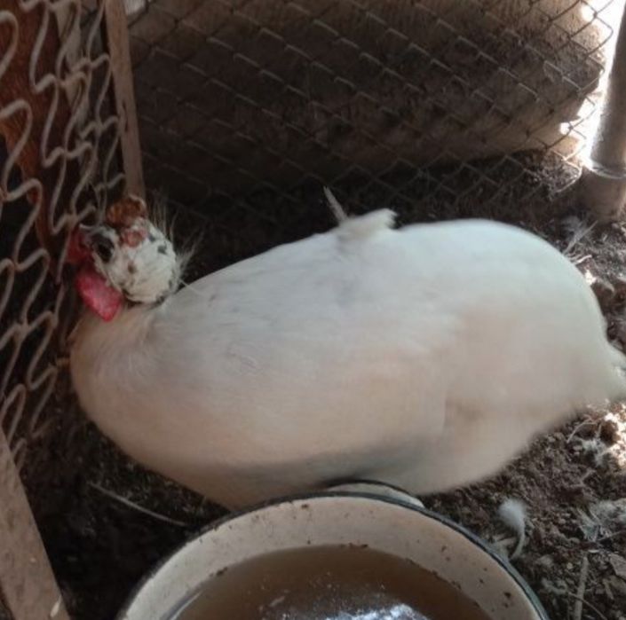 Қораз қораз қораз