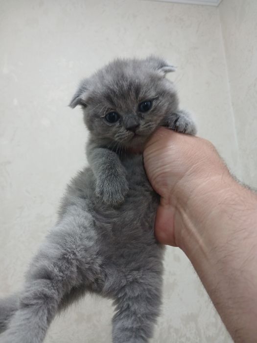 Продаётся котята чистокровные шотландские фолд и страйт мушукчалар сот