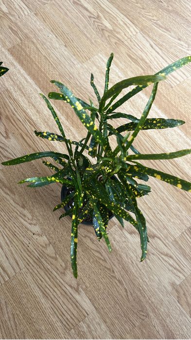 Комнатные растения