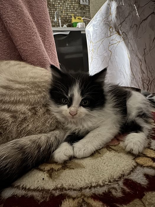котенок девочка даром