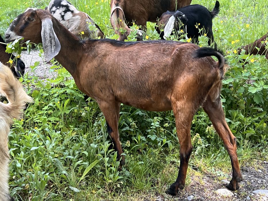 Capra anglonubian cu pedigree gestanta