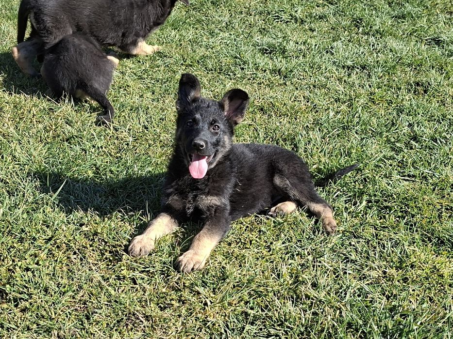 Малки немски овчарки