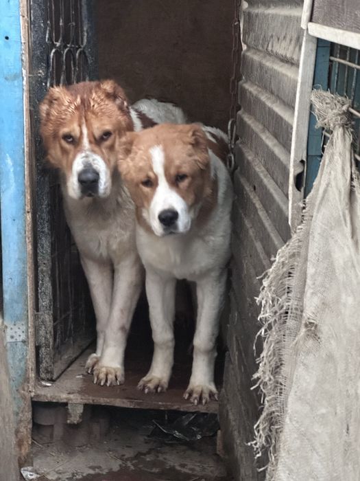 Продам щенка Алабай