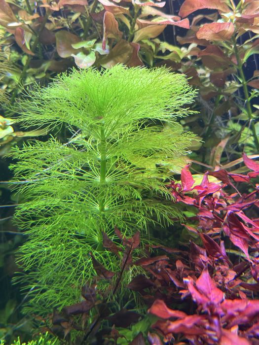 Pachete de plante disponibile